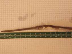 Image of cornetfishes