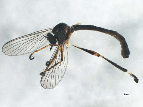 Image of Leptogaster