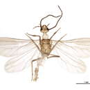 Image of Aleuropteryginae