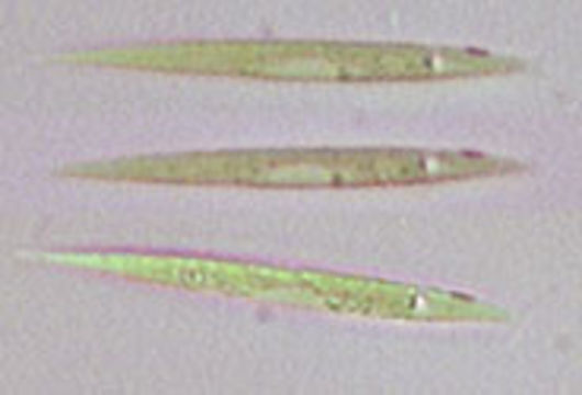 Image of <i>Chlorogonium elongatum</i>