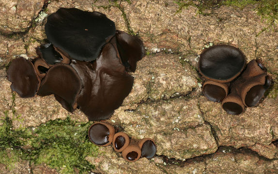 Image of Black Bulgar