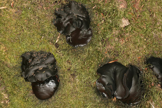 Image of Black Bulgar