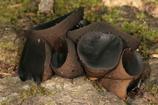 Image of Black Bulgar
