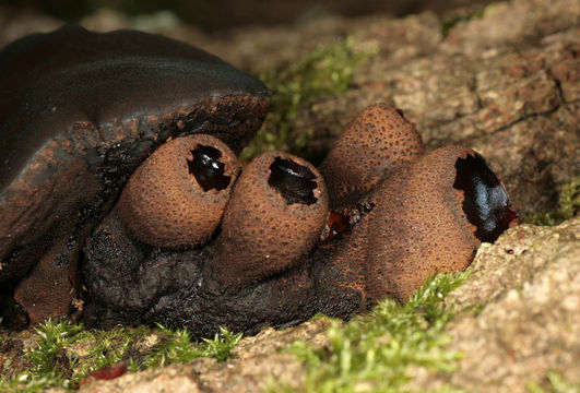 Image of Black Bulgar