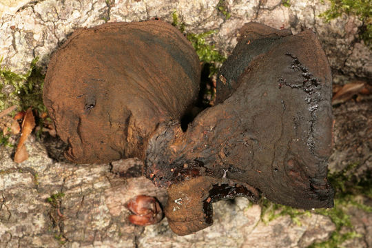Image of Black Bulgar