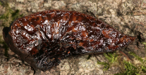 Image of Black Bulgar