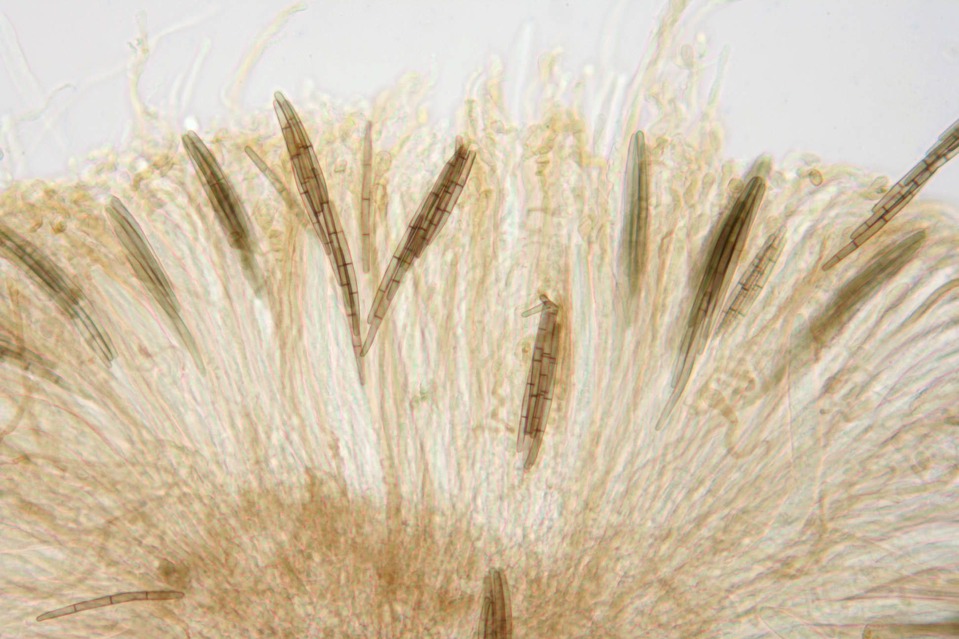 Image of Glutinoglossum glutinosum (Pers.) Hustad, A. N. Mill., Dentinger & P. F. Cannon 2013