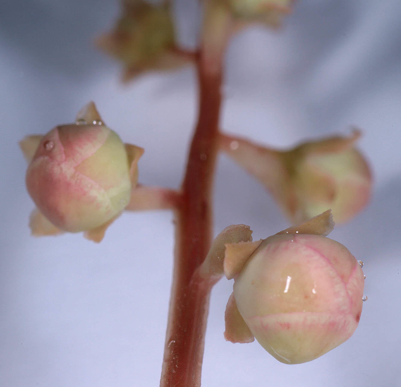 Pyrola rotundifolia (rights holder: )