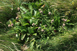 Image of <i>Centaurea scabiosa</i> var. <i>succisiifolia</i>