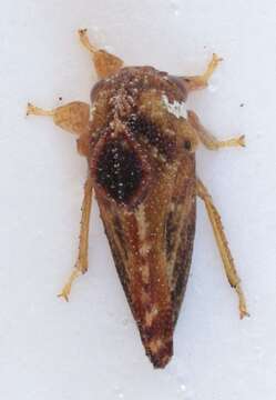 Image of Hypsoprora