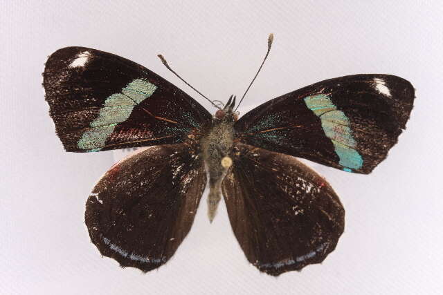 صورة Diaethria