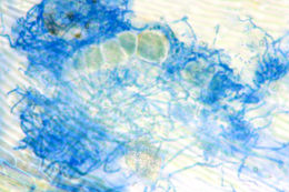 Image of Chromocyphella muscicola (Fr.) Donk 1959