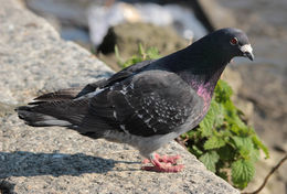 Image of Common Pigeon