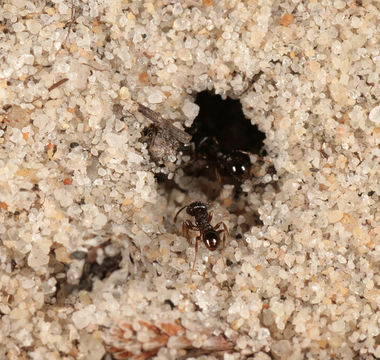 Image of Pavement ant