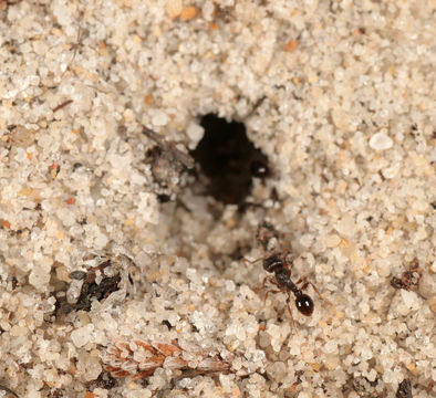 Image of Pavement ant