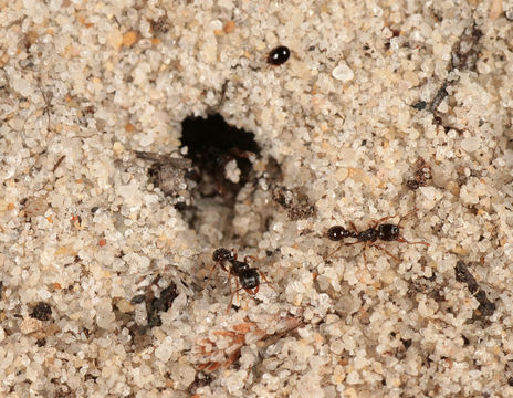 Image of Pavement ant
