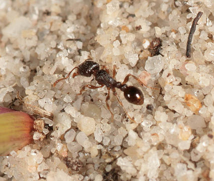 Image of Pavement ant