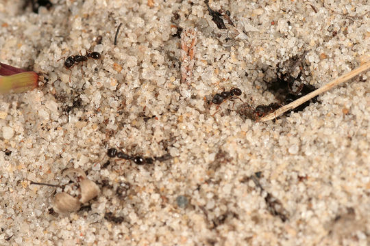 Image of Pavement ant