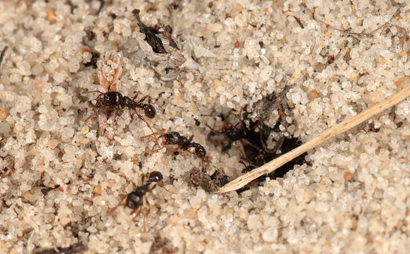 Image of Pavement ant