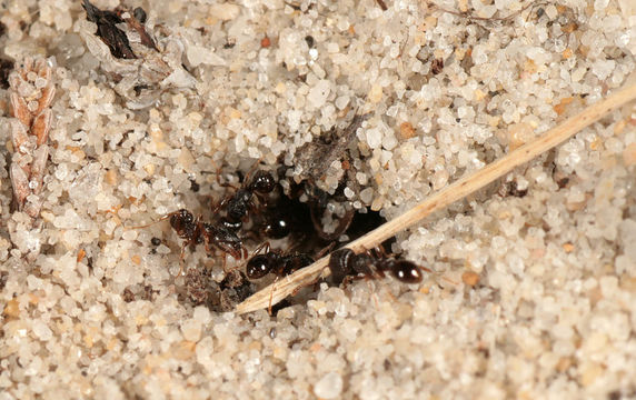 Image of Pavement ant