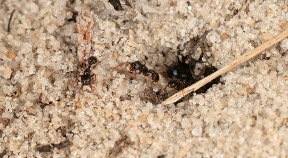 Image of Pavement ant
