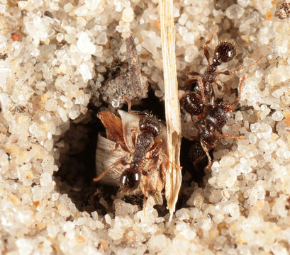 Image of Pavement ant