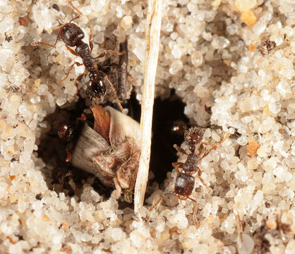 Image of Pavement ant
