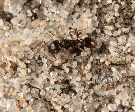 Image of Pavement ant