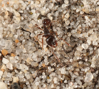 Image of Pavement ant