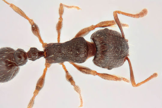 Image of Pavement ant
