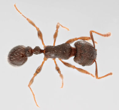 Image of Pavement ant