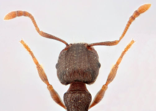 Image of Pavement ant