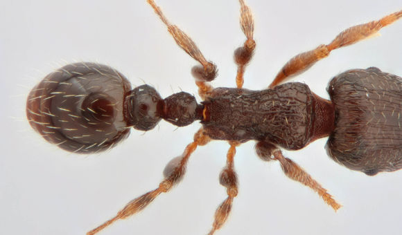 Image of Pavement ant