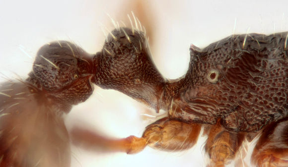 Image of Pavement ant