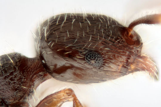 Image of Pavement ant