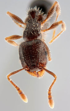 Image of Pavement ant