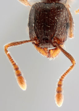 Image of Pavement ant