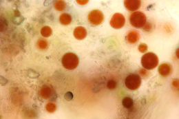 Image of <i>Haematococcus pluvialis</i> Flotow 1844