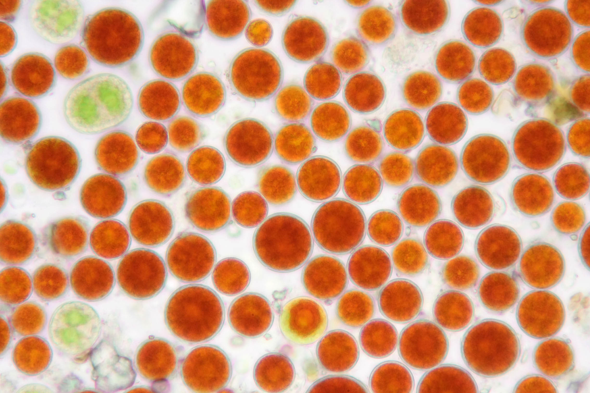 Image of <i>Haematococcus pluvialis</i> Flotow 1844