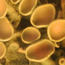 Image of Teloschistineae