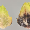 Image of Atriplex glabriuscula Edmondston