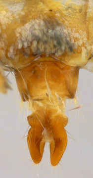 Image of <i>Mesapamea storaoi</i> Rebel 1940