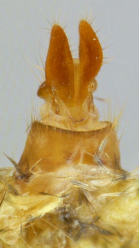 Image of <i>Mesapamea storaoi</i> Rebel 1940