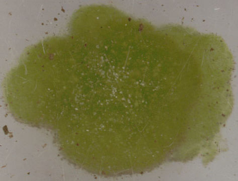Image of Stigeoclonium Kützing 1843