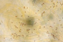 Image of Hygrophoropsis aurantiaca (Wulfen) Maire 1921