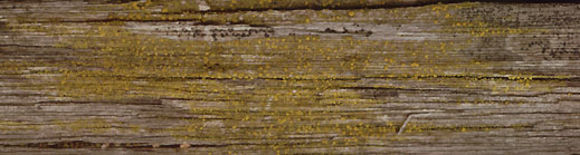 Image of eggyolk lichen