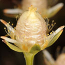 Image of <i>Parnassia palustris</i> var. <i>condensata</i>