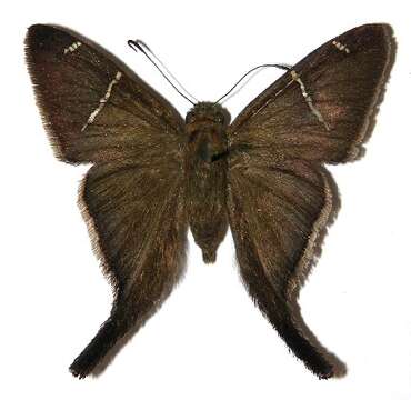 Image of Eudamini