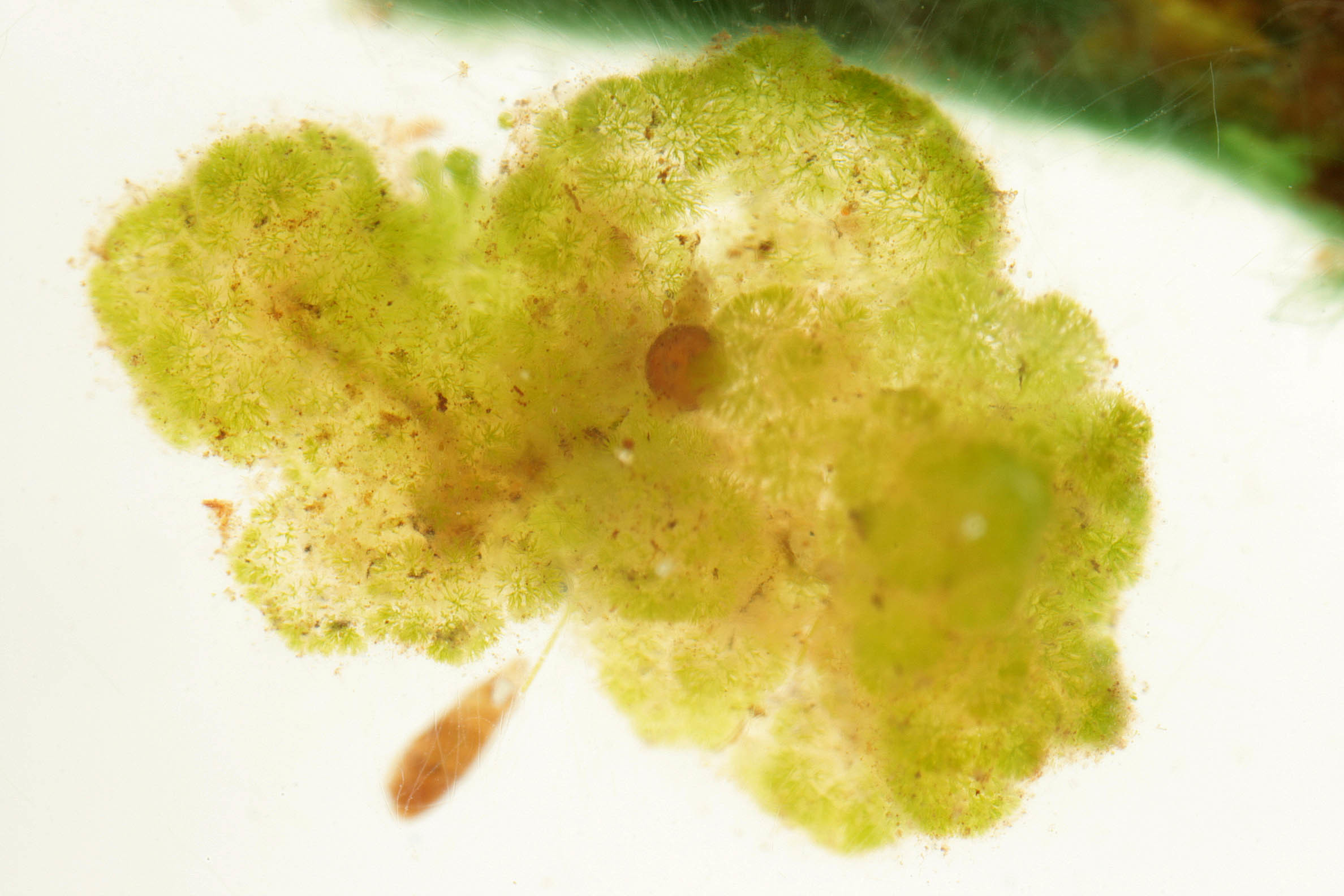 Image of <i>Chaetophora tuberculosa</i>
