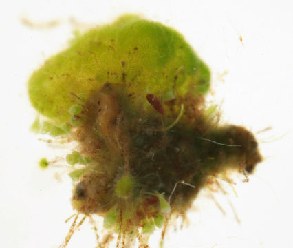 Image of <i>Chaetophora tuberculosa</i>